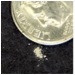Picture of a dime in relation to small amount of silica dust